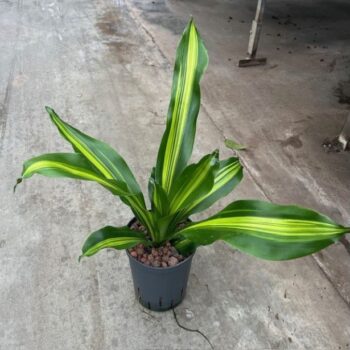 Dracaena Burley Tip