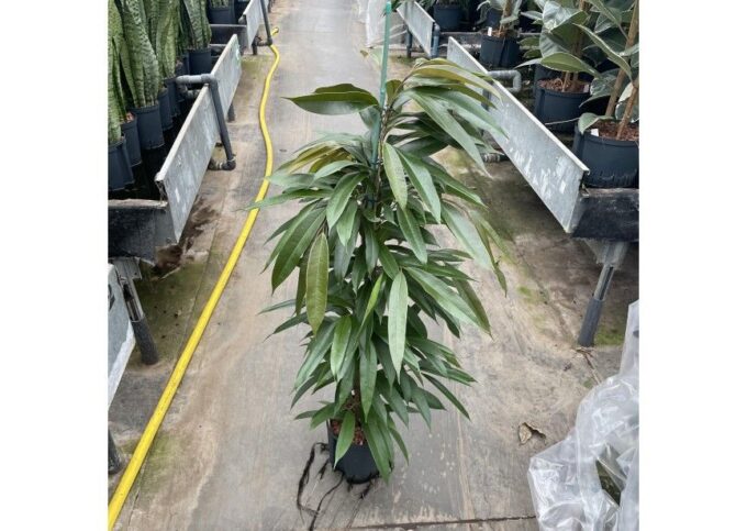 Ficus amstel king