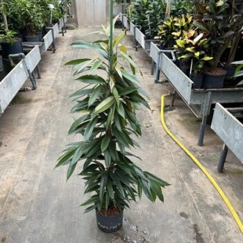 Ficus Amstel King