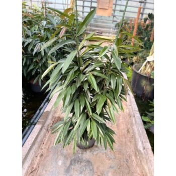 Ficus amstel king