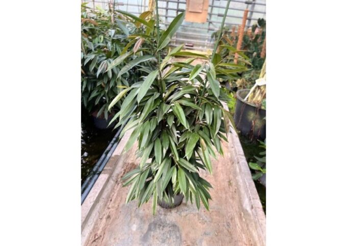 Ficus amstel king