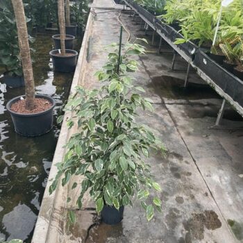 Ficus Golden King