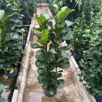 Ficus lyrata bambino 3pp 25/19 h130
