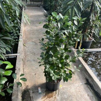 Ficus moclame 3pp 25/19 h120
