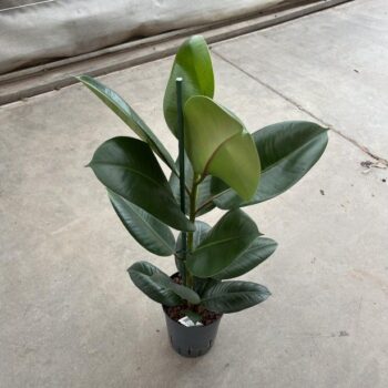 Ficus robusta 1 pp 15/19 h60