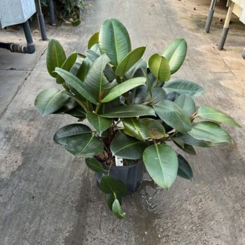 Ficus robusta vertakt 22/19 h70