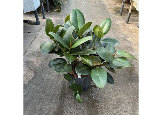 Ficus robusta vertakt 22/19 h70