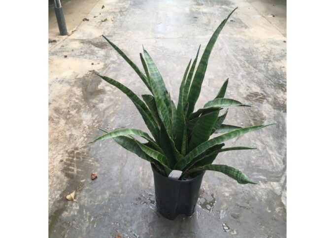 Sansevieria kirkii 15/19 h45/50
