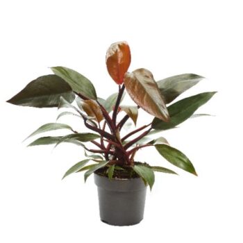 Philodendron New Red