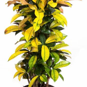 Codiaeum Mrs Iceton