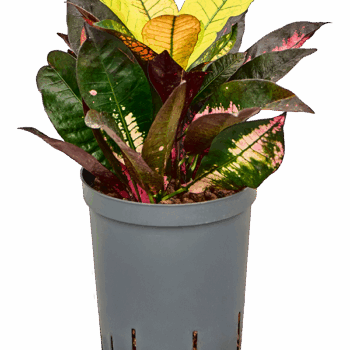 Croton (Codiaeum) variegatum 'Mrs. Iceton' 2pp