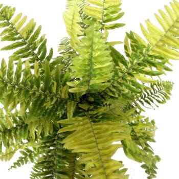 Nephrolepis Tiger