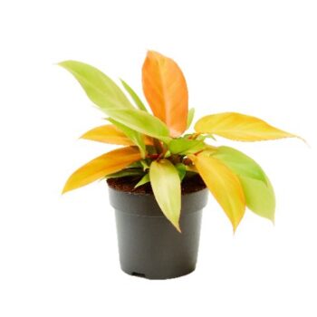 Philodendron Prince of Orange