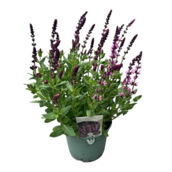 Salvia nem. 'Pink'