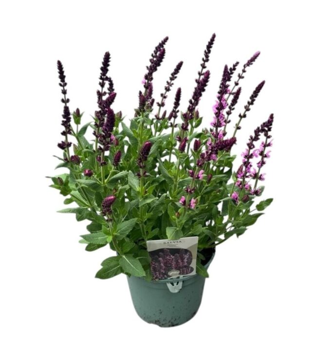 Salvia nem. 'Pink'