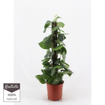 Scindapsus Pictus Trebie