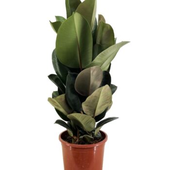 Ficus robusta