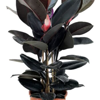 Ficus abidjan