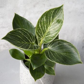 Philodendron White Stripe