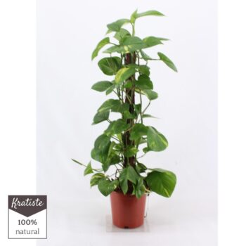 Epipremnum Aureum