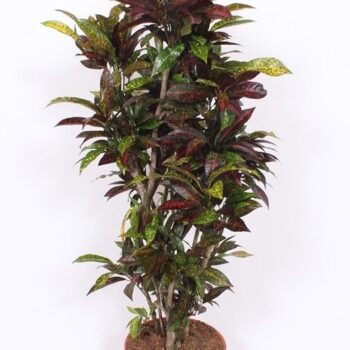 Codiaeum Freckles