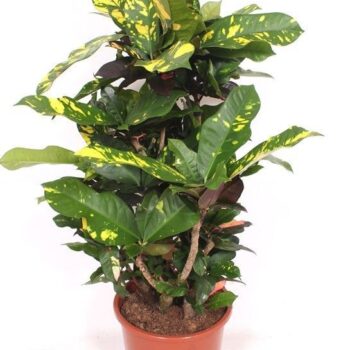 Codiaeum Magnificent