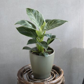 Philodendron White Stripe