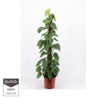 Philodendron Scandens