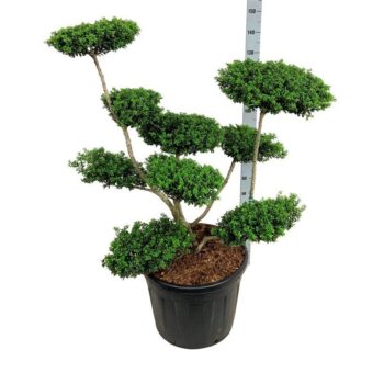 Ilex crenata 'Convexa'