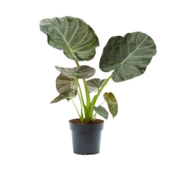 Alocasia Regal Shield
