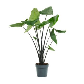 Alocasia Black Zebrina