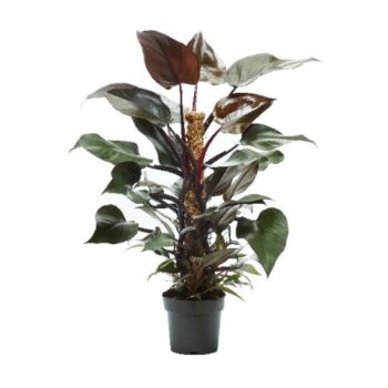 Philodendron New Red