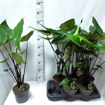 Alocasia Black Zebrina