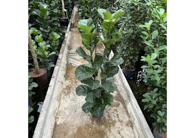 Ficus Lyrata Bambino