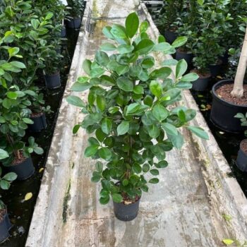 Ficus moclame 1 pp 18/19 h110