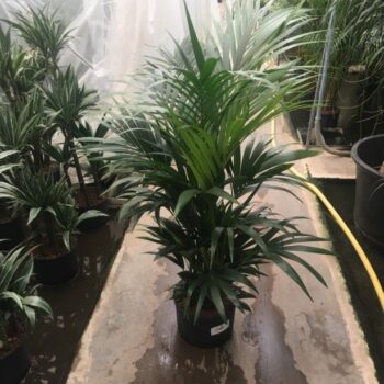 Howea Forsteriana