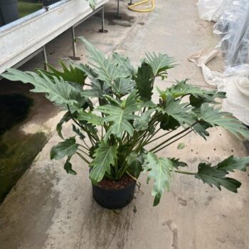 Philodendron Xanadu
