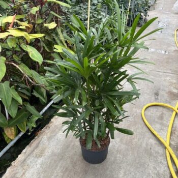 Rhapis Excelsa