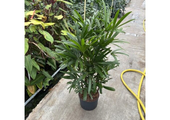 Rhapis Excelsa