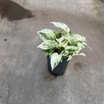 Scindapsus Marble Queen