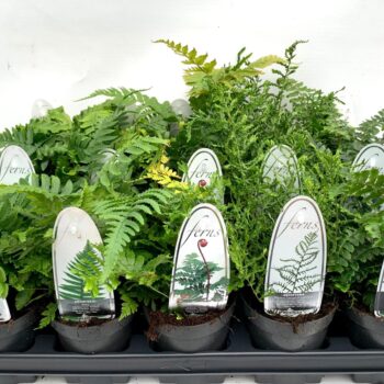 Fern mix exterior