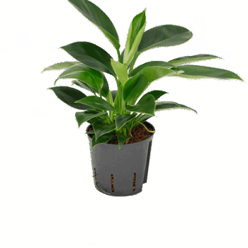 Philodendron 'Green Princess'