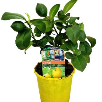 Citrus lemon