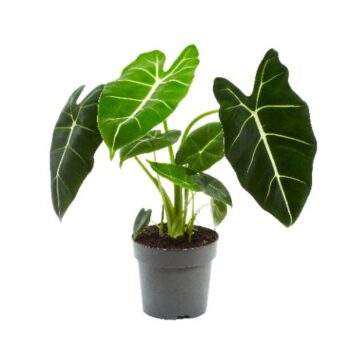 Alocasia Frydek