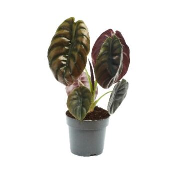 Alocasia Cuprea Red Secret