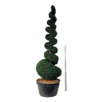 Taxus baccata