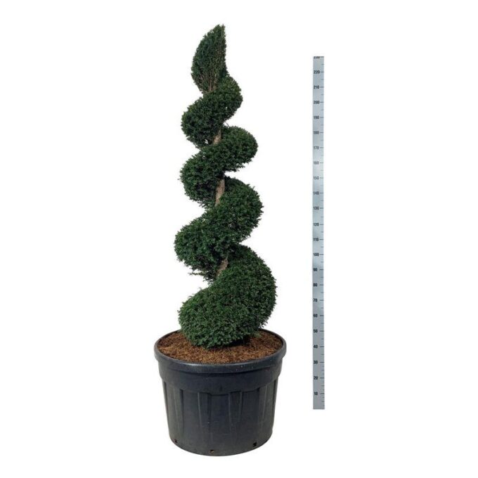 Taxus baccata