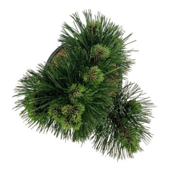 Pinus held. 'Malinki'