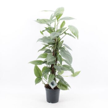 Epipremnum Pinnatum Cebu Blue mosstok