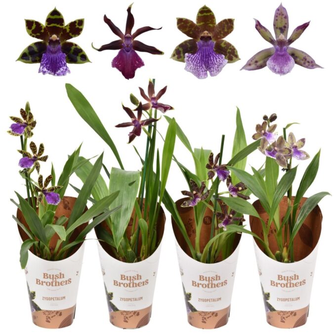 Zygopetalum Mix 3+